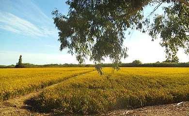 Mas dels Bonos en Deltebre (Tarragona) - Foto 11