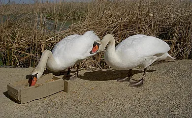 La Caseta de Susana en Deltebre (Tarragona) - Foto 14