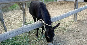 La Caseta de Susana 0015