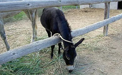 La Caseta de Susana en Deltebre (Tarragona) - Foto 15