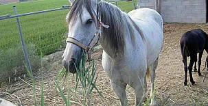 La Caseta de Susana 0020