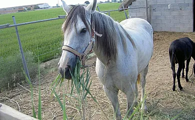 La Caseta de Susana en Deltebre (Tarragona) - Foto 20