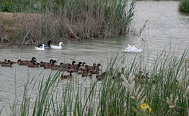 La Caseta de Susana en Deltebre (Tarragona) - Foto 21