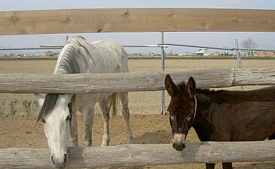 Barraca Gran en Deltebre (Tarragona) - Foto 8