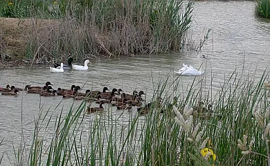 Barraca Gran en Deltebre (Tarragona) - Foto 17