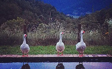El Muig en Sant Joan de Les Abadesses (Girona) - Foto 11