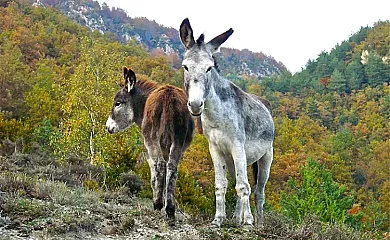 El Muig en Sant Joan de Les Abadesses (Girona) - Foto 25