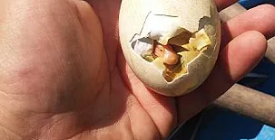 Caseta Morritos 0011