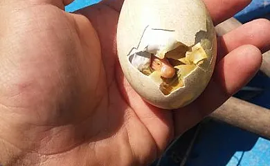 Caseta Morritos en Deltebre (Tarragona) - Foto 11