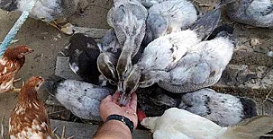 Caseta Morritos 0015