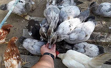 Caseta Morritos en Deltebre (Tarragona) - Foto 15