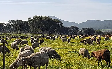 Finca La Rinconada en Calamonte (Badajoz) - Foto 1