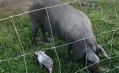 Casa Rural La Tahona del Abuelo en Plasenzuela (Cáceres) - Foto 5