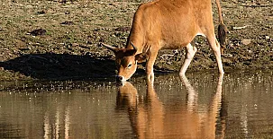 Finca Cerro Verde 003