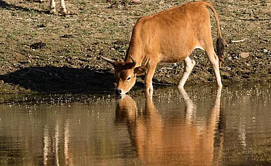 Finca Cerro Verde en Membrío (Cáceres) - Foto 3