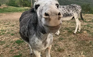 Cal David en Estamariu (Lleida) - Foto 4