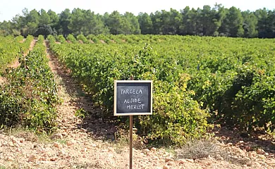 Hotel Rural Entreviñas en Caudete de las Fuentes (Valencia) - Foto 2