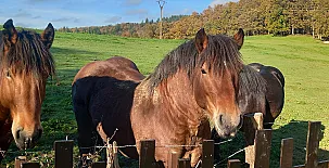 Solapetxea Loft Rural con Cocina en Álava 005