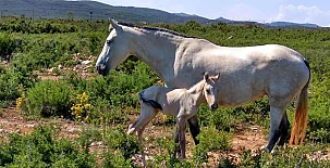 Masía Mas del Rey 005