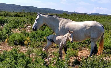 Masía Mas del Rey en Les Coves de Vinromà (Castellón) - Foto 5