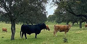 La Priorita 003