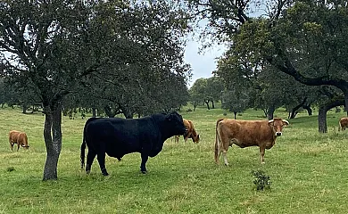 La Priorita en Córdoba (Ciudad) (Córdoba) - Foto 3