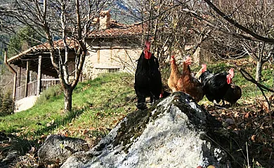 Hotel Rural Abejaruco en Cuevas Del Valle (Ávila) - Foto 3
