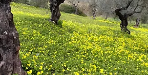 Finca Encanto 0037