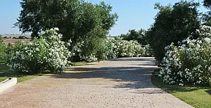 Arcos de la Viña 0011