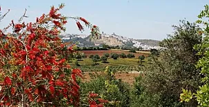 Arcos de la Viña 0024