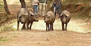 Finca Fuentibáñez 003