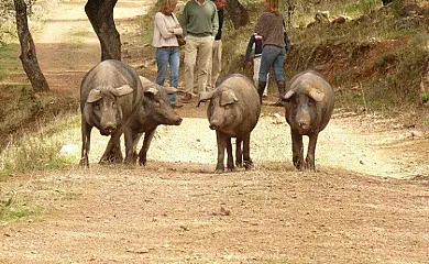Finca Fuentibáñez en Zufre (Huelva) - Foto 3
