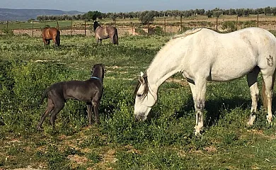 Finca Fuente Magán en La Puebla de Montalban (Toledo) - Foto 4