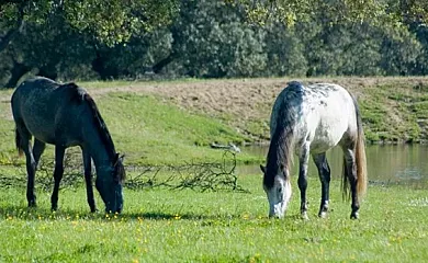 Cortijo El Encinar-Portezuelo en Pozoblanco (Córdoba) - Foto 4