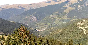 Mas Fel 0039