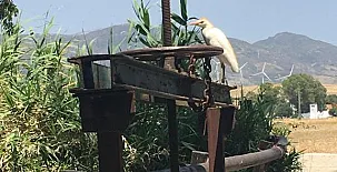 Molino El Mastral 0064