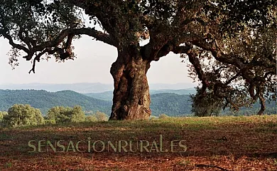 Mas Vinyoles I y II en Quart (Girona) - Foto 18