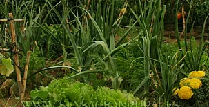 Antigua Casa Catones 003