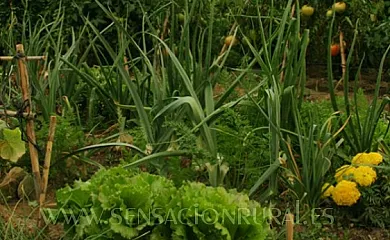 Antigua Casa Catones en Lascuarre (Huesca) - Foto 3