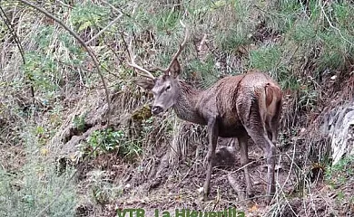 Alojamientos Rurales La Higuerilla Sierra de Cazorla en Burunchel (Jaén) - Foto 13