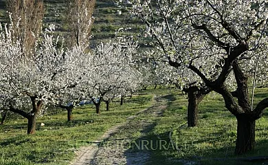 Cortijo Las Albañilas en Illora (Granada) - Foto 7