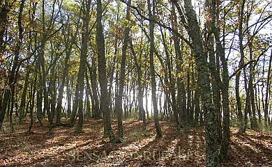 Casas Rurales Las Puentes de Candelario en Candelario (Salamanca) - Foto 11