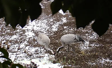 Casa La Buhardilla en Gallocanta (Zaragoza) - Foto 8