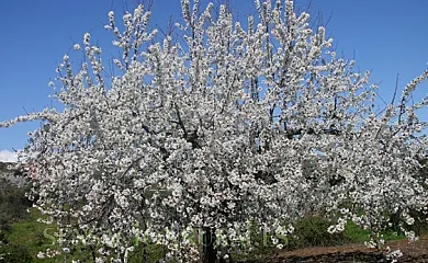 Casa Rural Arroal en Sotoserrano (Salamanca) - Foto 21