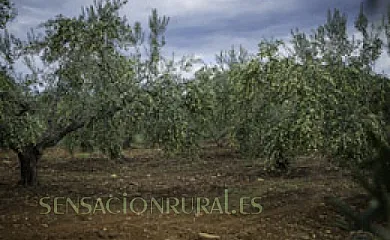 Casa Rural Arroal en Sotoserrano (Salamanca) - Foto 23